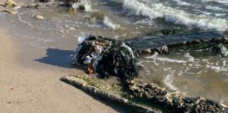 Rimossi scarti di opifici sulla costa di Barletta in contrada Le Paludi