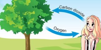 “Mettiunalberosottolalbero”, l’iniziativa di Legambiente Barletta per il verde cittadino