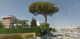 Abbattimento pino in via Vittorio Veneto, Legambiente Barletta: «Delusi ed arrabbiati»