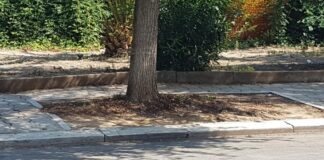 Sabato 29 aprile una cerimonia di donazione di alberi a Barletta