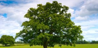 Barsa, da mercoledì 26 nuovi trattamenti fitosanitari su patrimonio arboreo a Barletta