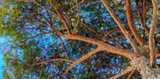 Pinus Pinea di via Vittorio Veneto, sospesa la sentenza di abbattimento fino al 5 marzo