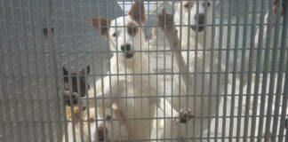 Rifugio comunale per cani di Barletta. Falcone: «Impegno ineccepibile»