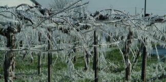 Agricoltura, gelate anche a Barletta: la Regione impegnata nei risarcimenti