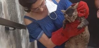 Crollo via Curci, recuperato un altro gatto