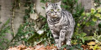 A Barletta «strage di gatti investiti»: la denuncia dell’Enpa