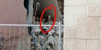 Crollo palazzo in via Curci, trovata la gatta Gervasia: non si muove da lì