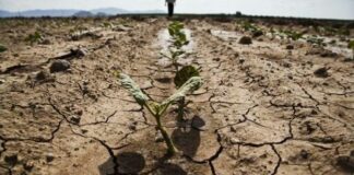 Siccità, l’allarme di Coldiretti: «La Puglia ha perso 18 milioni di metri cubi d’acqua in un mese»