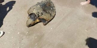 Trovata tartaruga priva di vita sulla litoranea di Levante