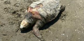 Trovata tartaruga priva di vita sulla litoranea di Ponente
