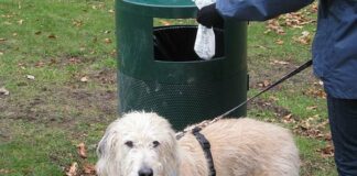 Distribuzione gratuita alimenti per animali randagi o custoditi da famiglie in difficoltà