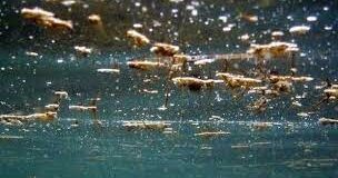 Torna l’allarme alga tossica: rilevata a Bisceglie, Molfetta e Giovinazzo