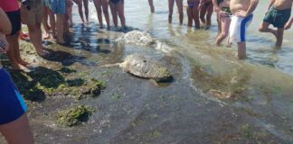 Ancora una tartaruga spiaggiata a Ponente. FOTO e VIDEO