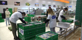Ragazzi con neurodiversità confezionano uva in un’azienda agricola barlettana