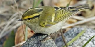 Lui di Pallas: un amico alato dalla Mongolia avvistato ad Ariscianne