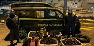 Pescano 9 mila ricci di mare per il cenone di San Silvestro: nei guai due pescatori della Bat