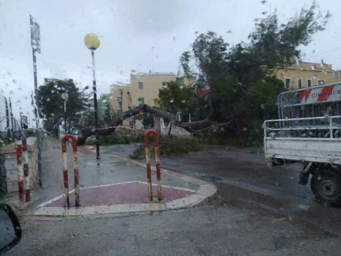 Alberi_Caduti_Viale_Regina_Elena_picture_By_Nino_Vinella (6)