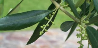 «Salviamo gli ulivi dell’ex Cartiera e doniamo l’olio alle mense sociali»