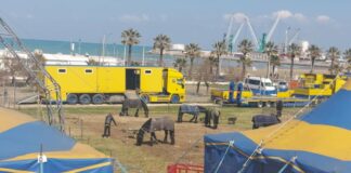 Lungomare Pietro Mennea, torna il circo con animali veri: Barletta poco avanguardista?