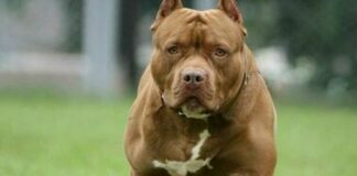 Combattimenti cani e scommesse: da Barletta alla Sicilia, 25 denunciati