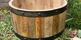 “Rubato il nostro albero di mimose”: la denuncia dell’Ambulatorio Popolare di Barletta
