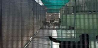 Rifugio comunale per cani a Barletta, predisposti 360mq di copertura