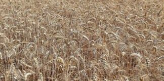 Grano: Coldiretti Puglia, ‘crollo raccolta per siccità e costi’