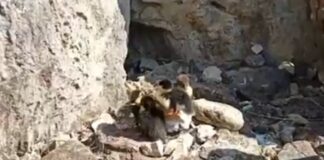 Nati quattro anatroccoli a Barletta: l’annuncio dell’Ambulatorio Popolare