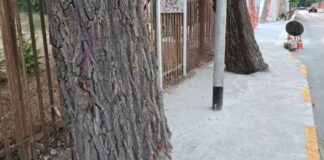 Cemento intorno agli alberi di via Vittorio Veneto: indignati Sindaco Cannito e Legambiente