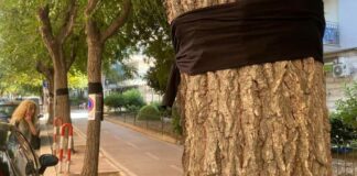 Taglio olmi, l’agronoma comunale: «È anche colpa della capitozzatura»