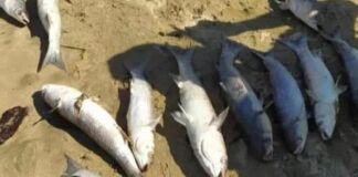 Pesci spiaggiati a Barletta, le precisazioni del sindaco Cannito