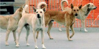 Zona 167, catturato il branco di cani randagi dal servizio ASL