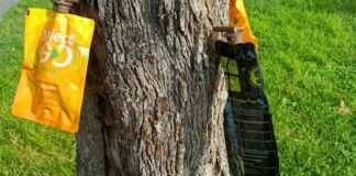 Intervento fitosanitario sui lecci dei giardini “De Nittis” di Barletta