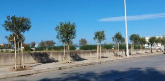Compensazione del verde su via Misericordia, messi a dimora 25 esemplari di oleandro