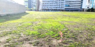 «Tra un emendamento e un mare di cemento, arriva il verde urbano a Barletta»