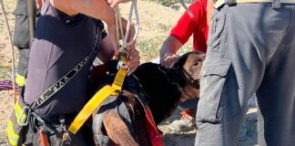 Labrador caduto in un pozzo salvato dai vigili del fuoco a Barletta