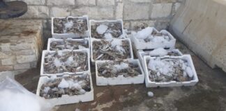 Peschereccio sorpreso in attività di pesca a strascico: sequestri e sanzioni a Barletta