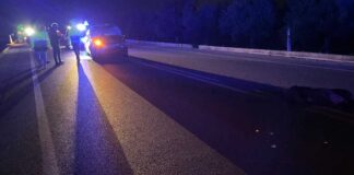 Auto investe cinghiale sulla statale tra Canosa e Barletta