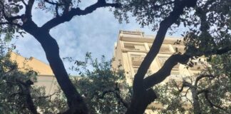 Legambiente Barletta: «Non c’è pace per gli alberi di questa città»