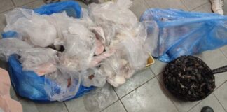 Controlli in pescherie ad Andria e a Barletta: sequestro da oltre 100 chili e sanzioni