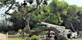 Abbattuto un pino a rischio cedimento nei giardini del Castello