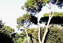 Sopralluogo ai vivai Dibitonto da parte dell’Amministrazione Comunale