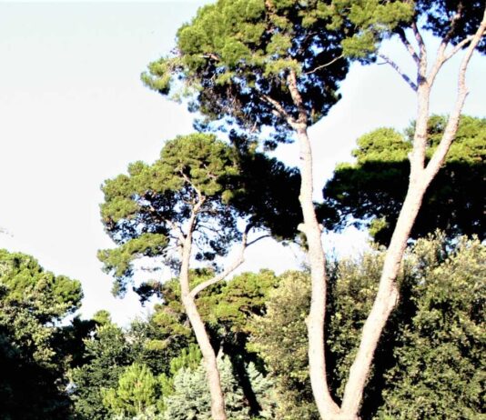 Verde pubblico, il Comitato Aria Pulita BAT propone una relazione per salvare le alberature
