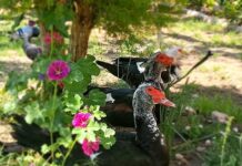 Piazza Plebiscito, Ambulatorio Popolare: «Giusto gioire per un luogo che oggi brilla»