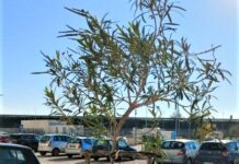 Donati alla città 7 nuovi alberi, il ringraziamento del Sindaco Cannito