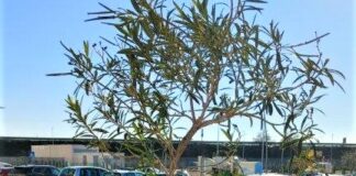 Donati alla città 7 nuovi alberi, il ringraziamento del Sindaco Cannito