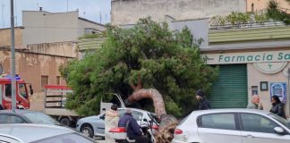 Cadono alberi a Barletta: danni per auto e furgoncino in via Enrico Fermi