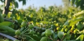 Maltempo, Coldiretti Puglia chiede lo stato di calamità: «Produzione di ciliegie azzerata»
