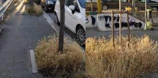 Cani e forasacchi, quando l’incuria diventa un pericolo: la segnalazione di una cittadina