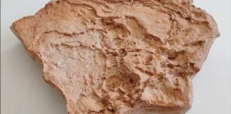 L’artista barlettana Doriana Capacchione 3^ classificata del Premio ARPA Puglia 2026